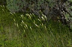 Hesperantha eremophila