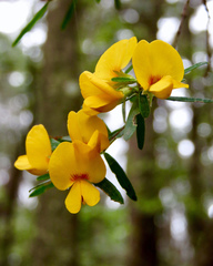 Pultenaea blakelyi