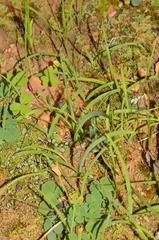Hesperantha eremophila