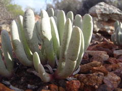 Brianhuntleya intrusa