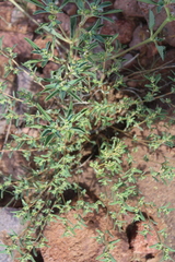 Euphorbia exstipulata