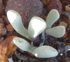 Brianhuntleya intrusa