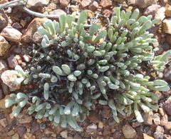 Brianhuntleya intrusa