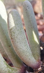 Brianhuntleya intrusa