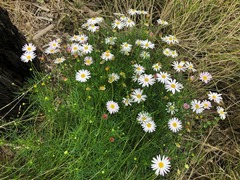 Brachyscome multifida