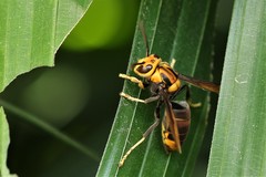 Vespa velutina ardens