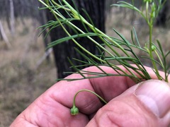 Brachyscome multifida