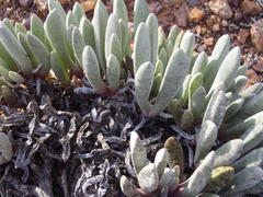 Brianhuntleya intrusa