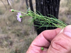 Brachyscome multifida