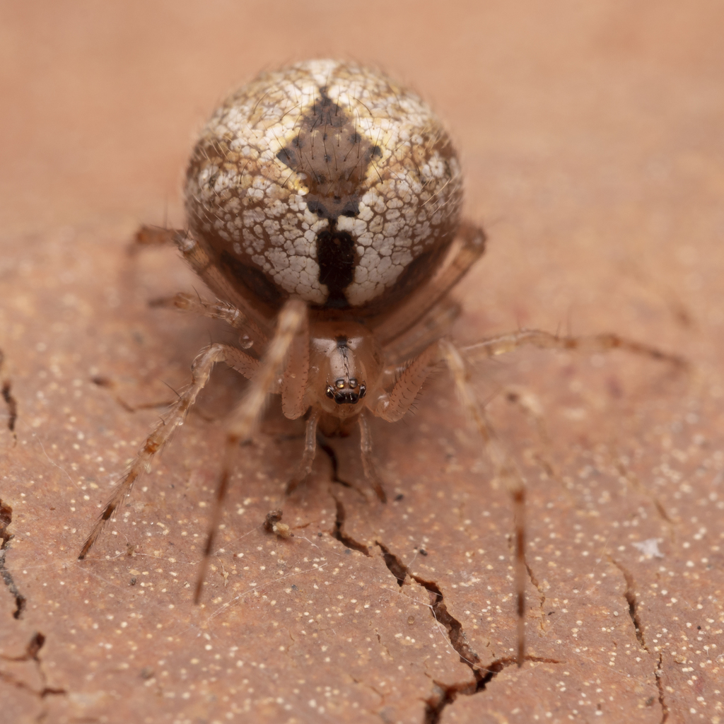 Cryptachaea