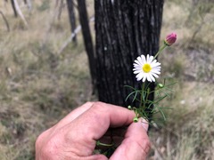 Brachyscome multifida