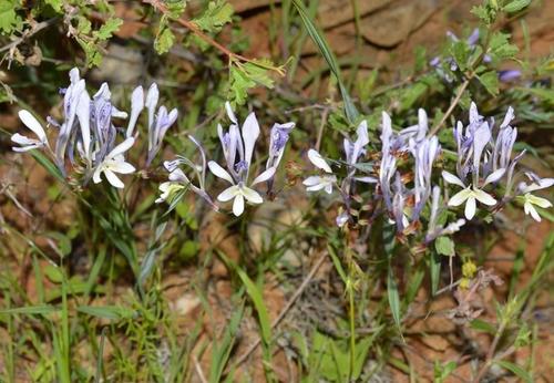 Richtersveld Branching Bobbejaantjie (Babiana lobata)