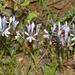 Richtersveld Branching Bobbejaantjie - Photo (c) pietermier, some rights reserved (CC BY-NC)