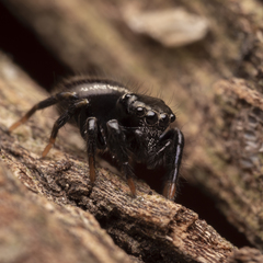 Zenodorus orbiculatus