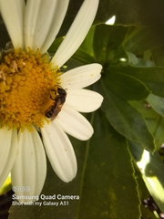 Halictus ligatus