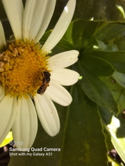 Halictus ligatus