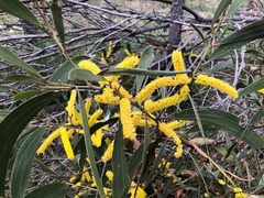 Acacia crassa