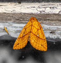 Xanthia rectilineata