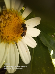 Halictus ligatus