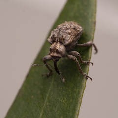 Hyperinae