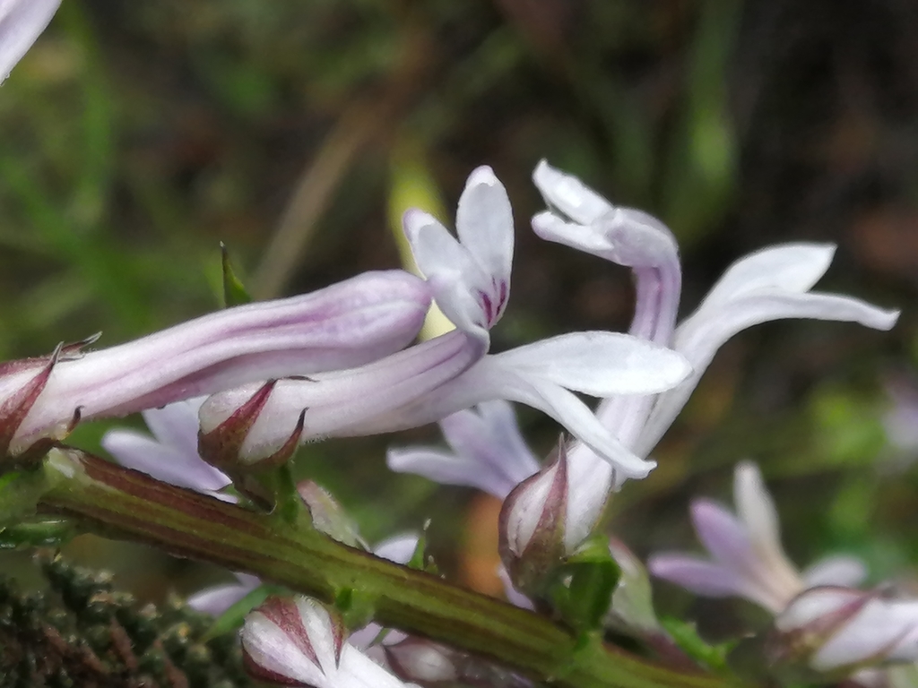 Baroe Bulb Baroe from Unnamed Road, West Coast DC, South Africa on September ...