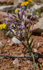 Lapeirousia dolomitica