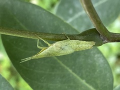 Atractomorpha crenulata