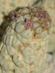 Larryleachia perlata