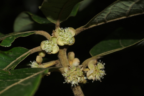Image of Litsea deccanensis by (c) madhavan a.p, some rights reserved (CC BY)