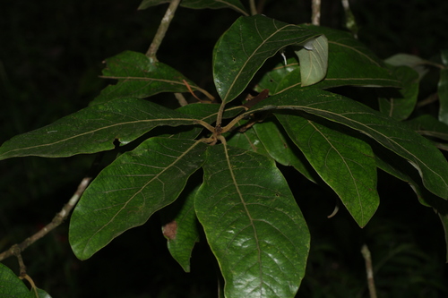 Image of Litsea deccanensis by (c) madhavan a.p, some rights reserved (CC BY)