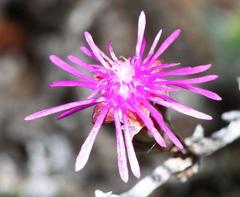 Smicrostigma viride