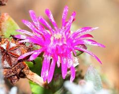 Smicrostigma viride