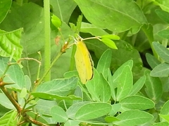 Eurema hecabe