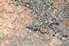 Smicrostigma viride