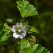 Cheeseweed Mallow - Photo (c) pietermier, some rights reserved (CC BY-NC)