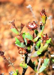 Smicrostigma viride