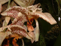 Stanhopea oculata