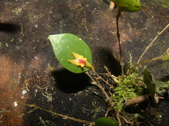Lepanthes acuminata