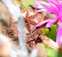 Smicrostigma viride