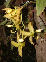 Cycnoches ventricosum
