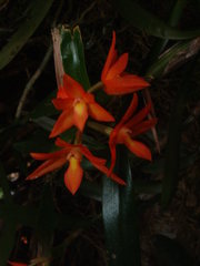 Scaphyglottis imbricata