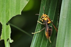 Vespa velutina ardens