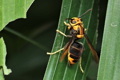 Vespa velutina ardens