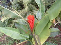 Musa coccinea