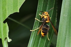Vespa velutina ardens