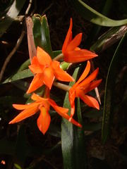 Scaphyglottis imbricata