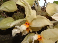 Stanhopea ruckeri