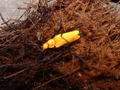 Chauliognathus sulphureus