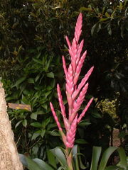Tillandsia lucida