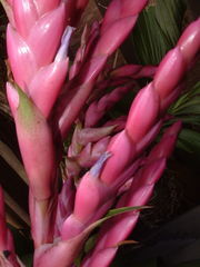 Tillandsia lucida